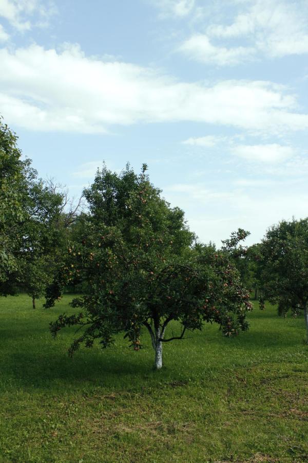 Casa Rurala Cu Livada Lavandra 坎皮纳 外观 照片